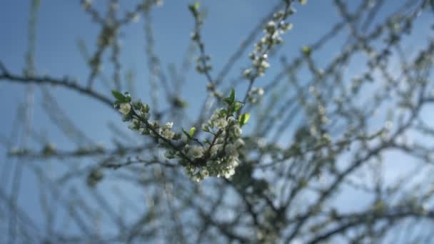 Vânt ușor de primăvară suflă pe ramura înflorire cu floare — Videoclip de stoc