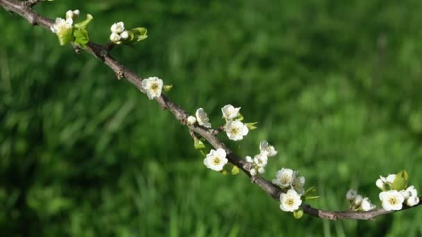Ramo di albero marrone con piccoli fiori bianchi ondulati dal vento — Video Stock