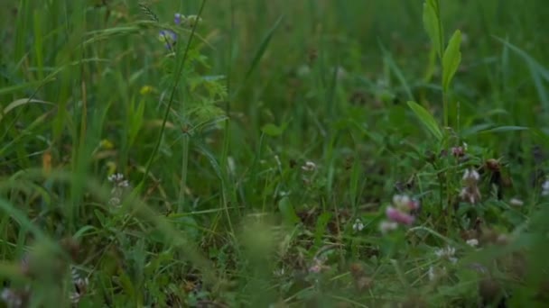 Flores roxas azuis e amarelas florescem no prado verde — Vídeo de Stock