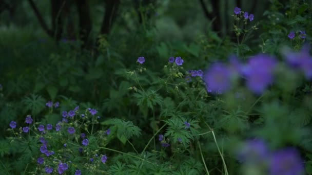 Arbustos de flores de lino azul contra árboles verdes y troncos — Vídeos de Stock