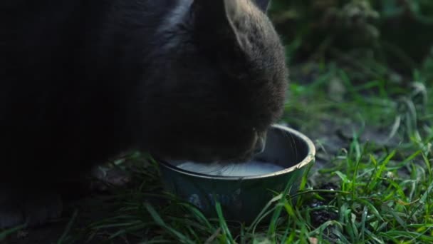 검은 고양이가 풀 위에 서 있는 양철 그릇에서 신선 한 우유를 빨아먹는다 — 비디오