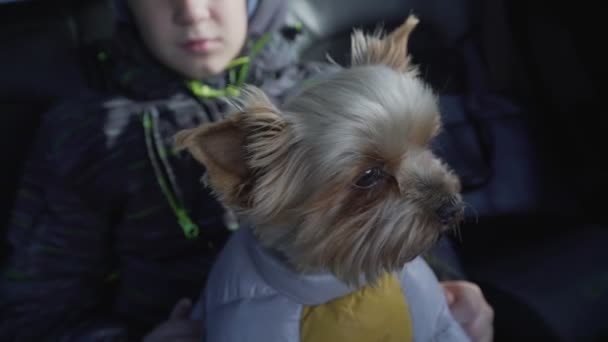 Χαριτωμένο μικρό σκυλί Yorkshire terrier κάθεται σε παιδιά χέρια κατά τη διάρκεια του ταξιδιού — Αρχείο Βίντεο