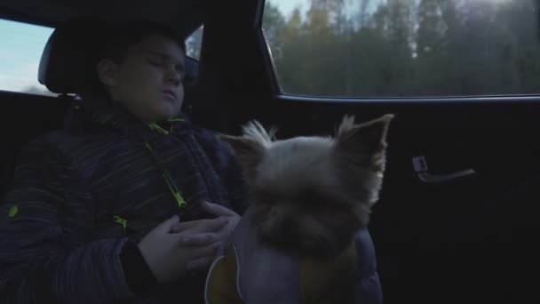 Adolescent garçon dormir assis avec adorable petit chien sur les mains dans voiture. — Video