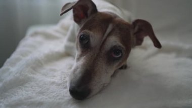 Hasta ve üzgün köpek sıkılmış manzaralı beyaz pofuduk bir battaniyenin üzerinde yatıyor.