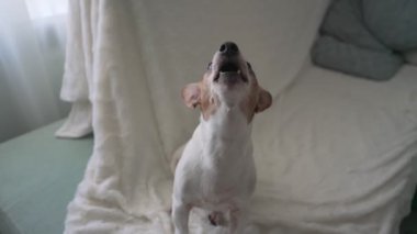 Şirin, mutsuz, küçük bir köpek yalnızlıktan ağzı açık havlıyor.