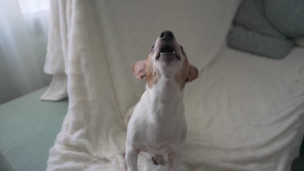 Cute nieszczęśliwy mały pies wyje z otwartymi ustami z samotności — Wideo stockowe