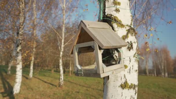 Rękodzieło drewniany domek dla ptaków wiszący na pniu brzozy w parku naturalnym — Wideo stockowe