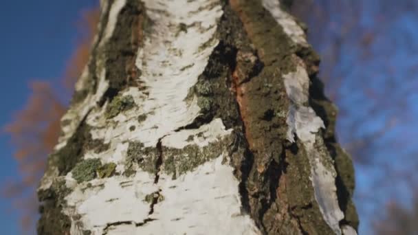 Niski kąt ujęcia tekstury kory brzozy w jesiennym widoku makro lasu. — Wideo stockowe