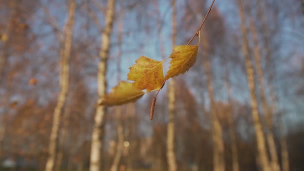 Ensam höst björk gren med gula blad sågar med vind — Stockvideo