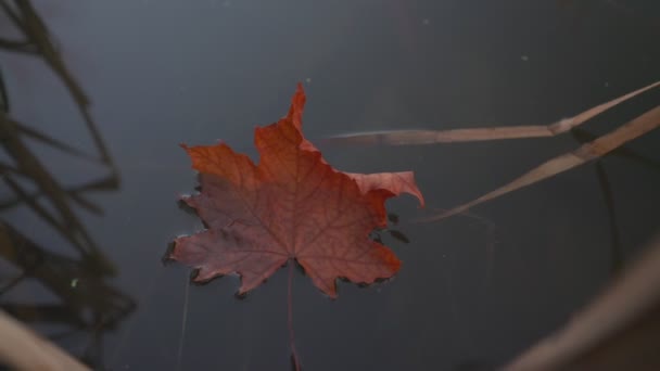 Ensam faller röda lönnlöv flyter på vattenytan — Stockvideo
