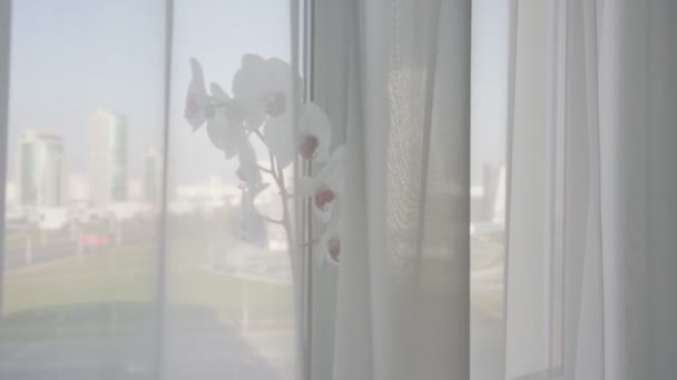 Λευκή ορχιδέα φυτό με λουλούδια στην κατσαρόλα στο περβάζι του παραθύρου πίσω από κουρτίνα — Αρχείο Βίντεο