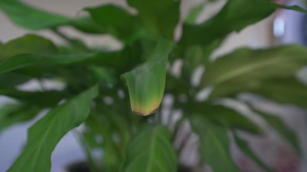 Manchas amarillentas en hojas verdes de plantas de interior enfermas de primer plano. — Vídeos de Stock