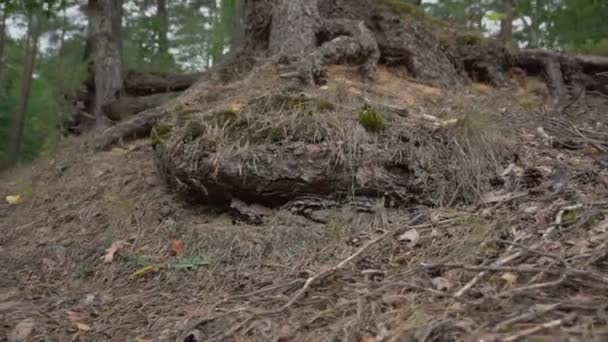 Огромный корень сосны в хвойных лесах — стоковое видео