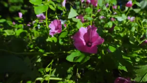 Roze Campanula of bloembel groeit in tuinbed en zwaait door de wind. — Stockvideo