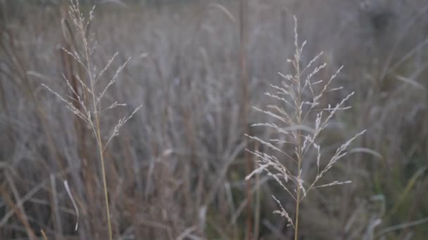 Tallo de hierba seca de color plateado creciendo en prado salvaje. — Vídeos de Stock