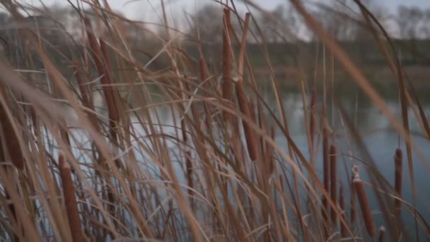Gedroogde staart- of bulrush-plant en calamusbladeren die op de oever van de rivier groeien. — Stockvideo