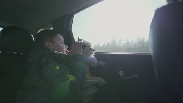Dreng og lille hund kigger ud fra bilvinduet under bilturen – Stock-video