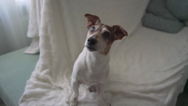 Bonito pequeno cão de estimação Jack Russell terrier atentamente ouvir seu proprietário — Vídeo de Stock