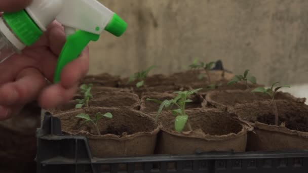 园艺师用瓶子喷洒绿色番茄苗 — 图库视频影像