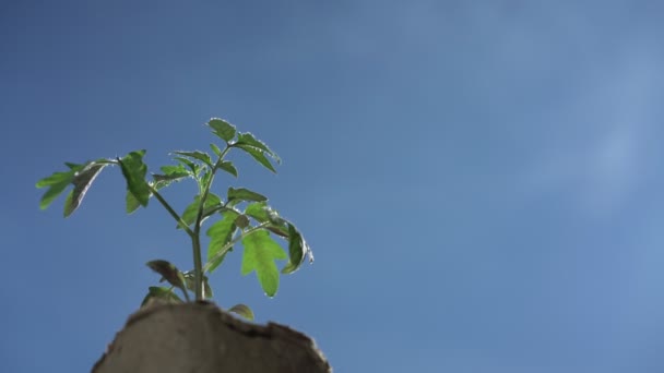 Pequeñas hojas de tomate verde brotan ondeadas por el viento ligero — Vídeos de Stock