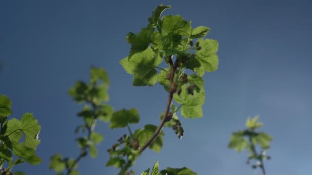 Rama verde con pequeñas hojas ondeadas por el viento del verano — Vídeos de Stock