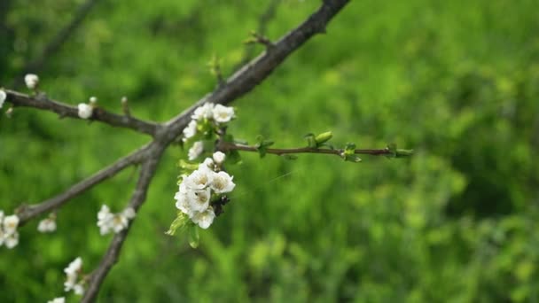 Ελαφρύς ανοιξιάτικος άνεμος φυσάει σε κλαδί δέντρου με λευκά λουλούδια — Αρχείο Βίντεο