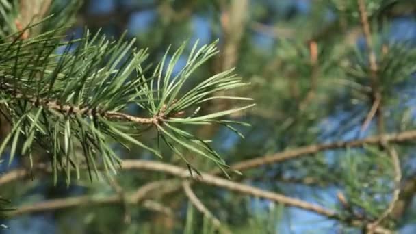 Hnědá borovicová větev s malými jehličkami vlněnými větrem — Stock video