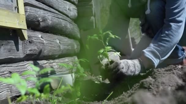 Agricultor de aldeia em luvas plantas pequenos brotos no chão — Vídeo de Stock