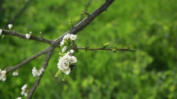 Lys vårvind blåser på grein med hvite blomster – stockvideo