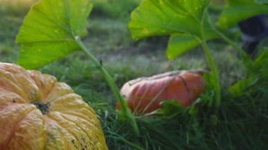 Yaşlı çiftçi gün batımında çiftlik bahçesinde balkabağı kesiyor