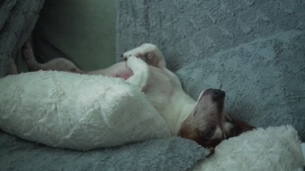 Gammal liten hund ligger på hemma soffa och stiger tassar upp — Stockvideo