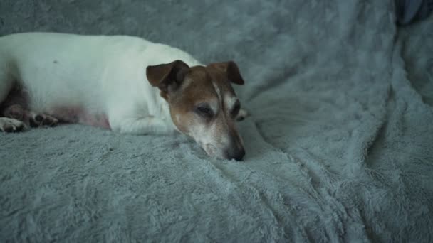 Keder eller syge senior hund liggende på sofaen fluffy tæppe og sove. – Stock-video