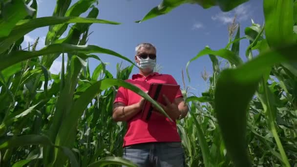Agronomist in medisch masker controleert maïsbladeren en gesprekken over de telefoon — Stockvideo