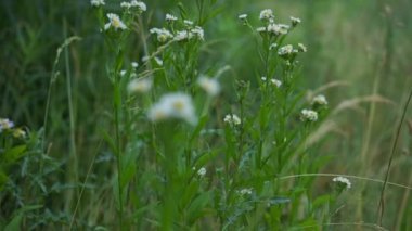 Yeşil çimenlere karşı papatya ve kuru baharat başları