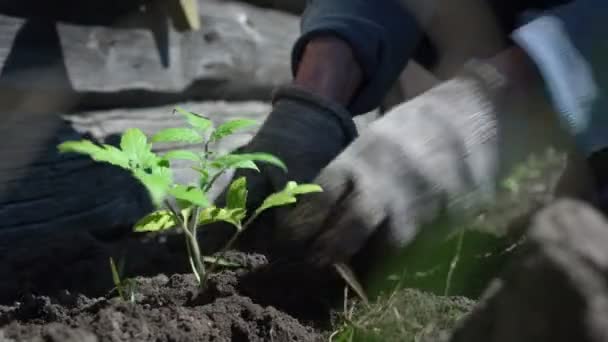 Agricultor en guantes plantas brotes de tomate verde en el suelo — Vídeo de stock