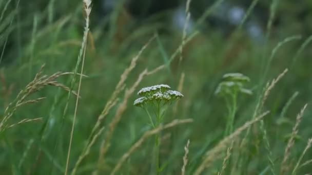 Weisse Blüten und Ährchen wiegen sich im Wind — Stockvideo