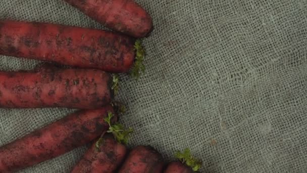 Récolte fraîche de carottes sales tourner en pile sur fond de tissu rugueux. — Video