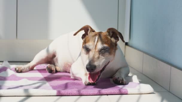 Jack Russell Terrier dog lies on blanket breathing hard — Stockvideo