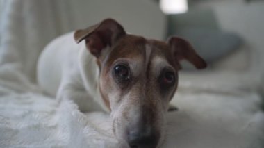 Küçük hasta, sevimli, son sınıf köpeği Jack Russell oturma odasında kanepede yatıyor.