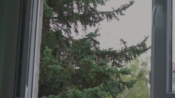 Відкриття білої віконної рами з видом на сад з сосновим деревом — стокове відео