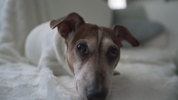 Little sick cute senior dog Jack Russell terrier lying on sofa in living room – Stock-video