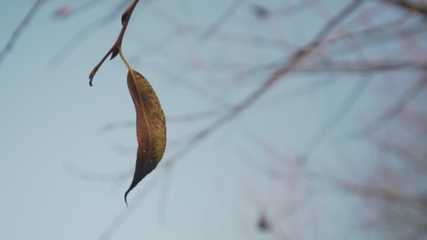 Lonely yellow and brown dried last leaf swaying on tree branch — Stock Video