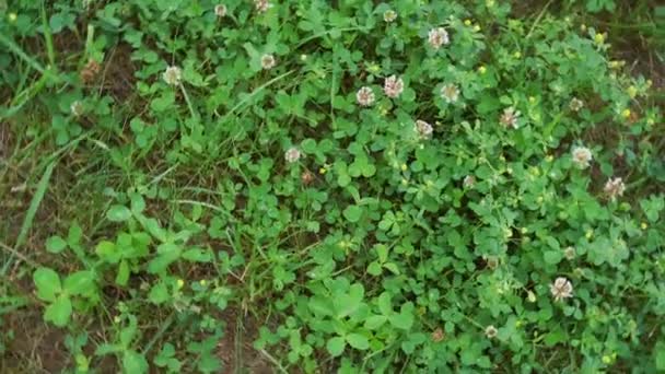 Rosafarbener Klee und kleine gelbe Blüten wiegen sich im leichten Wind — Stockvideo