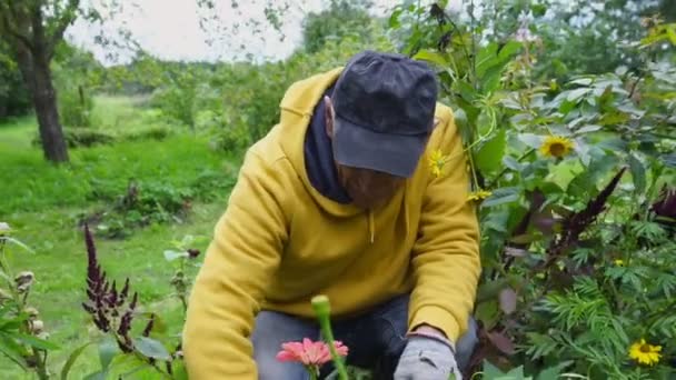 Mayores agricultor en sudadera con capucha amarilla trabaja en jardín de flores — Vídeo de stock