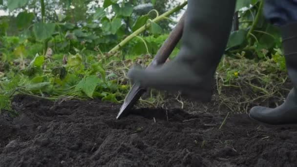 Boer in rubberlaarzen graaft door moestuin — Stockvideo