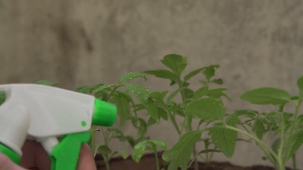 Person gardener sprays tomato seedlings in pots with bottle — 图库视频影像
