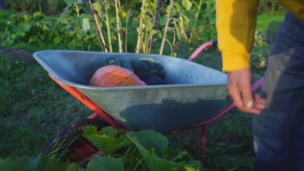 農家は農場の菜園でカボチャを選ぶ — ストック動画