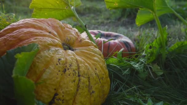 Elderly man cuts and carries pumpkin from farm garden — Stockvideo