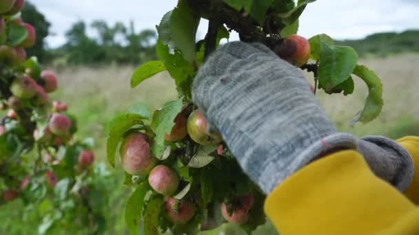 Agricultor recoge manzanas maduras de la rama delgada del manzano — Vídeos de Stock