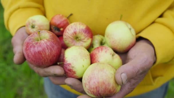 Agricoltore tiene una manciata di mele in palme in piedi in giardino — Video Stock